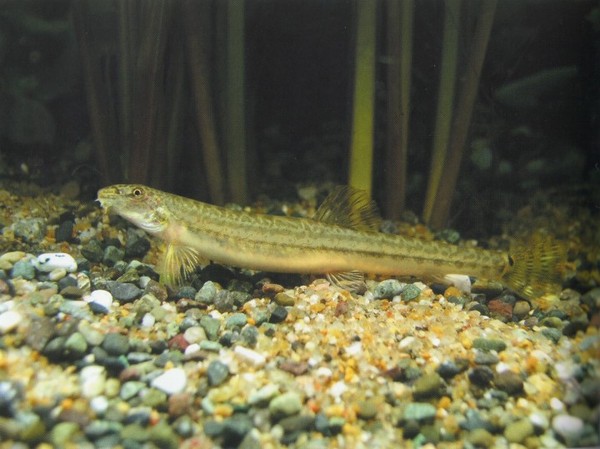 우리나라의 민물고기 가운데 유일하게 ‘미호(美湖)’라는 강의 이름을 딴 물고기 미호종개.
