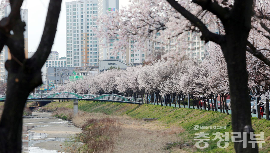 2019년4월 가경천 살구나무 거리에 꽃이 만개했다.