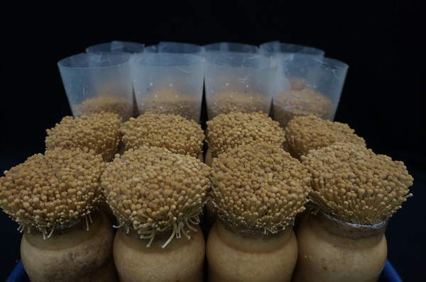 갈색팽이버섯은 국내산 종균을 100% 사용한다. 식감이 좋고 다양한 요리에 응용이 가능하다. 지난 2012년 충청북도농업기술원이 최초로 개발했다. 사진 충북도 제공