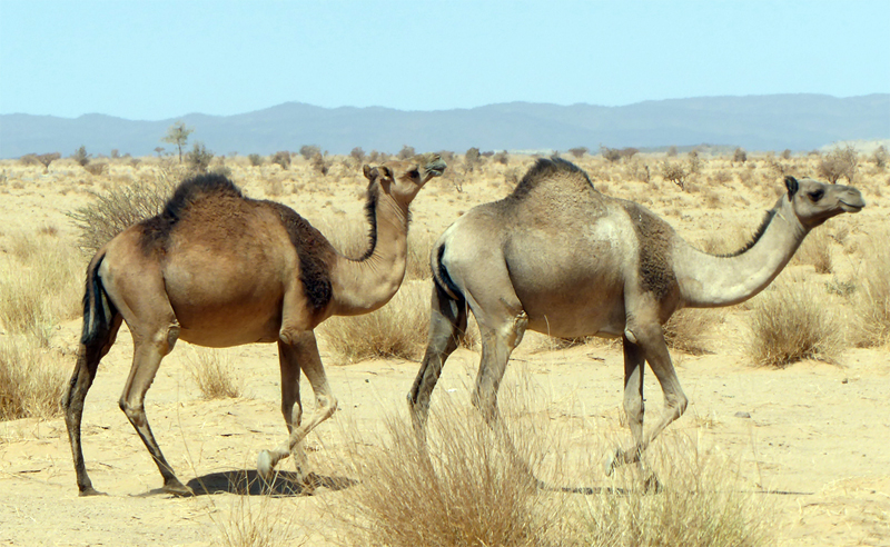 사막에서 적응하고 살아가는 낙타들.