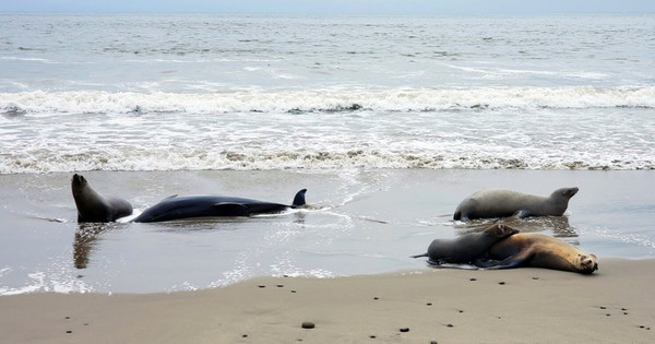 폐사한 돌고래와 바다사자들. 사진=국립해양대기국