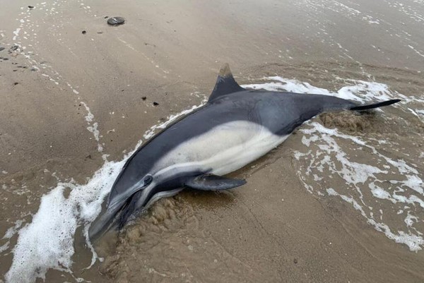 남부 캘리포니아 해변에서 폐사한 돌고래. 사진=국립해양대기국